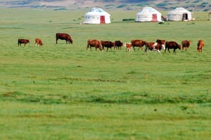White Food, Red Food: How Mongolia's Nomadic Calendar Built a Cuisine Around Milk and Fire