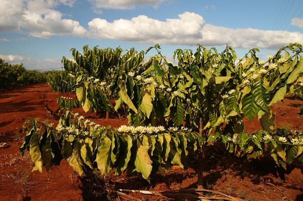 The Asian Specialty Coffee Boom in 2026: Why Bali, Chiang Mai and Da Lat Are Quietly Becoming Asia's Espresso Triangle